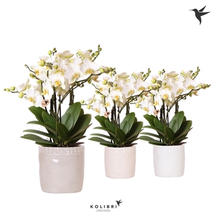 Kolibri Orchids Phalaenopsis Lausanne in Stones pot mix