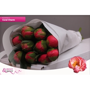 Paeonia Coral Charm | Heavy Quality