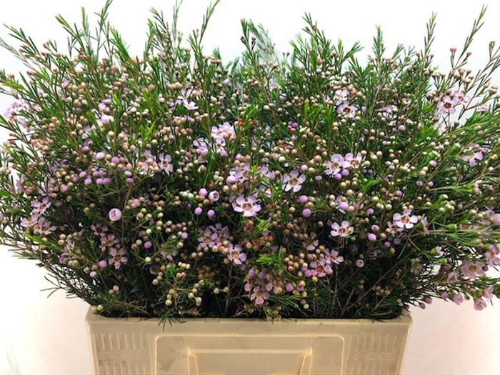 <h4>CHAME UN EARLY NIR</h4>