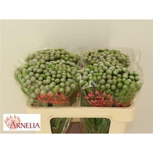 Brun Ayoba Silv Moon