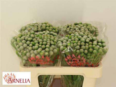 <h4>Brun Ayoba Silv Moon</h4>