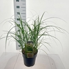 Miscanthus Adagio