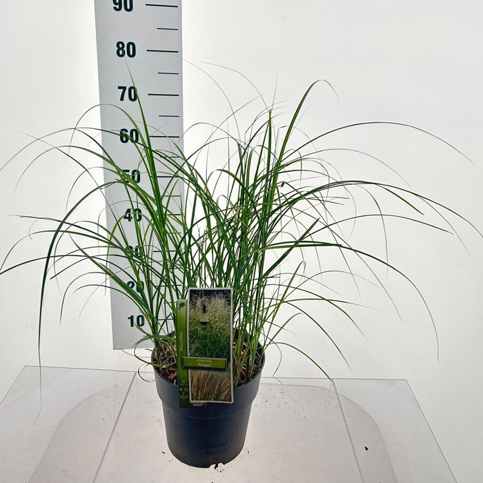 Miscanthus Adagio