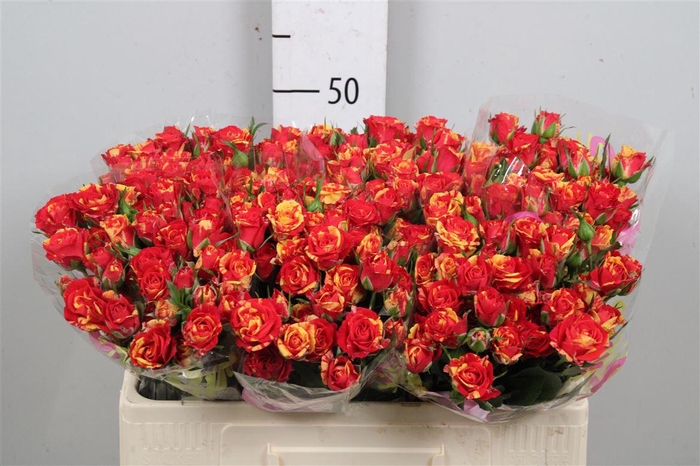 <h4>R Tr Fire Flash</h4>