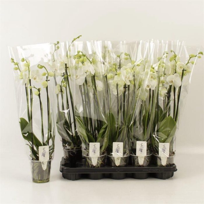 <h4>PHAL OV WIT</h4>
