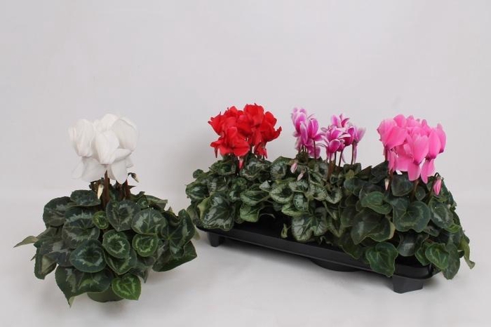 <h4>CYCL GR SUP MAMMOTH</h4>