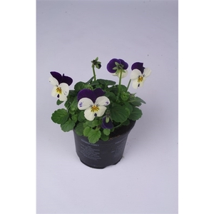 Viola Cornuta Grp Callisto F1 White with Violet Wi