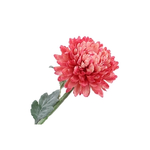 Chrysant Deco Pink Dark Extra