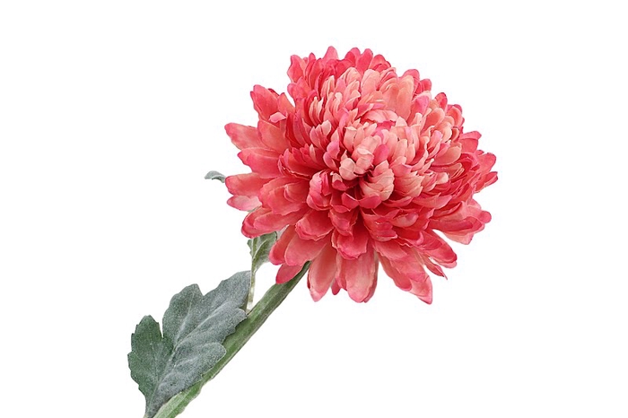 <h4>Chrysant Deco Pink Dark Extra</h4>