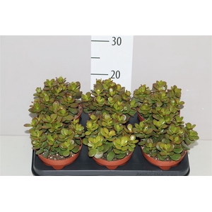Crassula Minor