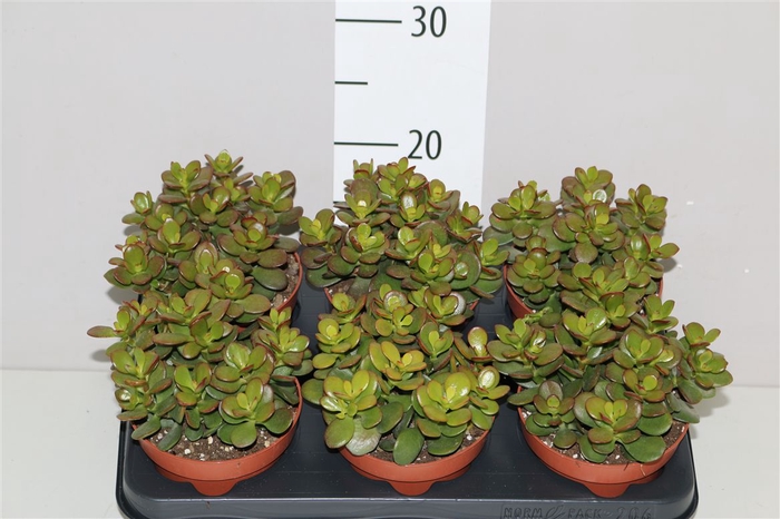 <h4>Crassula Minor</h4>