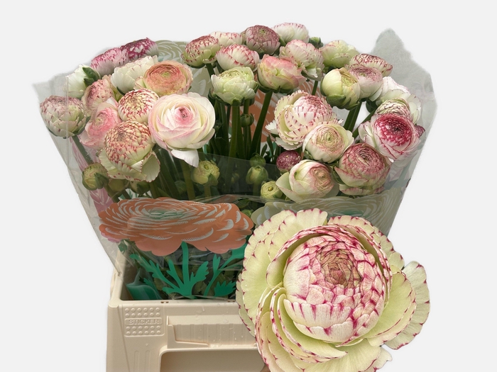 <h4>RAN AAZUR PI STRIPE</h4>