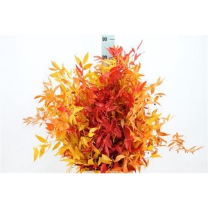 Ruscus Preserved Autum Mix