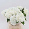 Hydrangea White