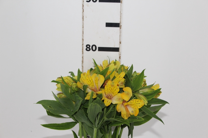<h4>ALSTROEMERIA FLORIDA 080 CM</h4>