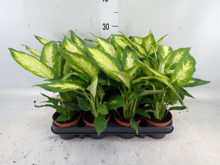 <h4>Dieffenbachia  'Camilla'</h4>