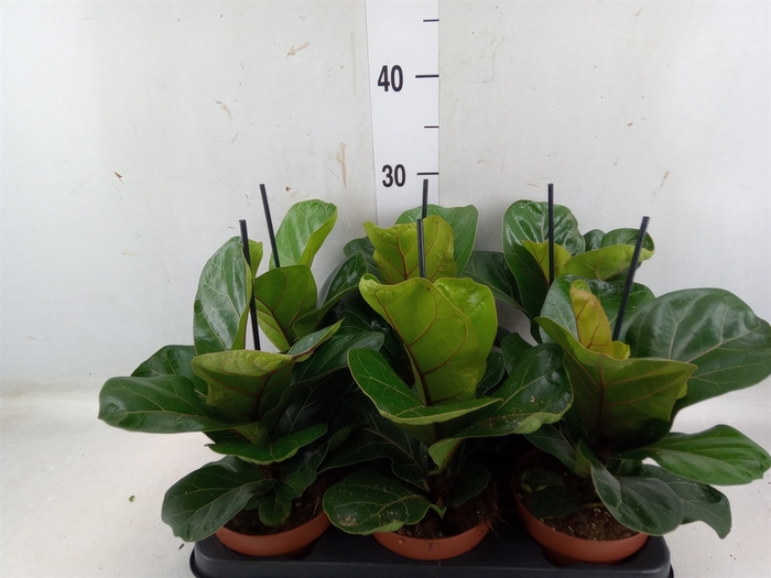 <h4>Ficus lyrata 'Bambino'</h4>