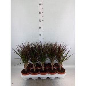 Dracaena marg. 'Magenta'