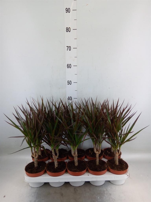 <h4>Dracaena marg. 'Magenta'</h4>