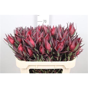 Leucad Fireglow Spray