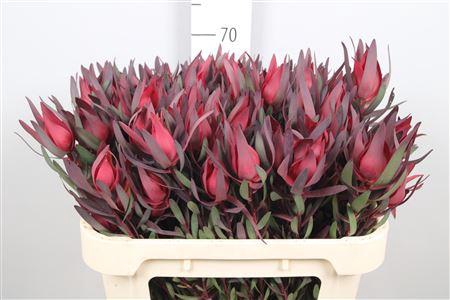 <h4>Leucad Fireglow Spray</h4>