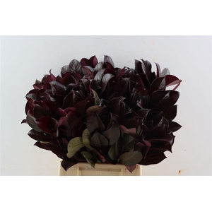 Laurier Kers Aubergine Opgetrokken