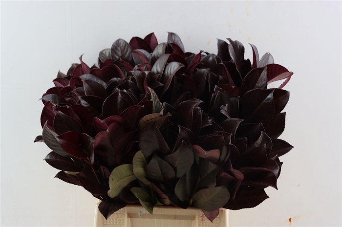 <h4>Laurier Kers Aubergine Opgetrokken</h4>