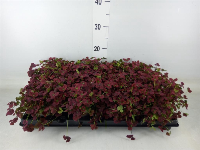 <h4>Trifolium rubens</h4>