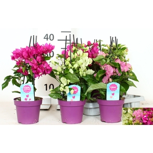 BOUGAINV OV