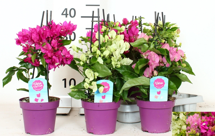 <h4>BOUGAINV OV</h4>
