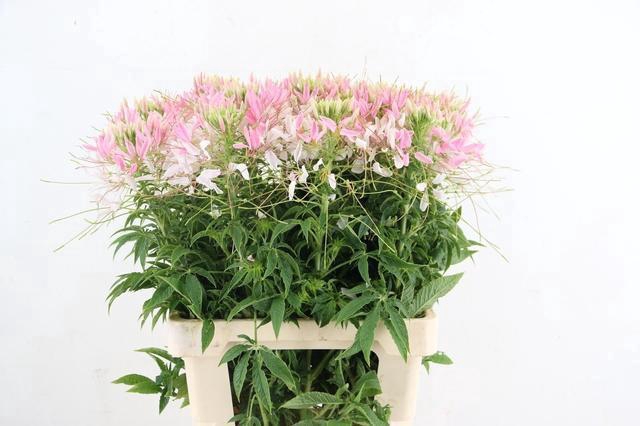 <h4>CLEOME SP HELEN CAMP</h4>