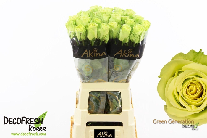 <h4>R Gr Green Generation</h4>