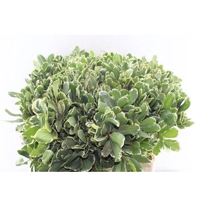 Pittosporum Ilan