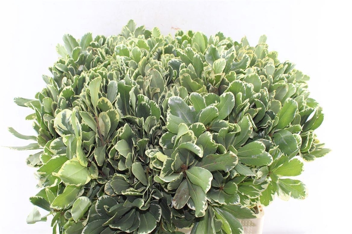 <h4>Pittosporum Ilan</h4>