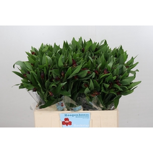 Alstroemeria Rockstar