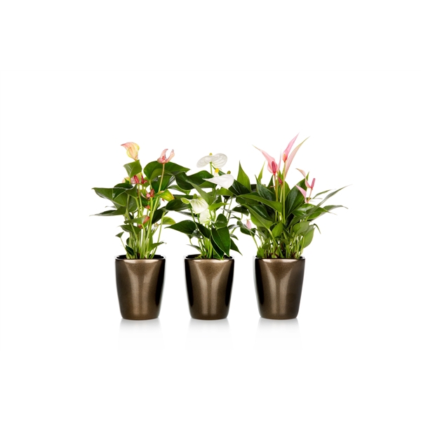 <h4>Anthurium 7 cm mix in Suzanne keramiek brons</h4>