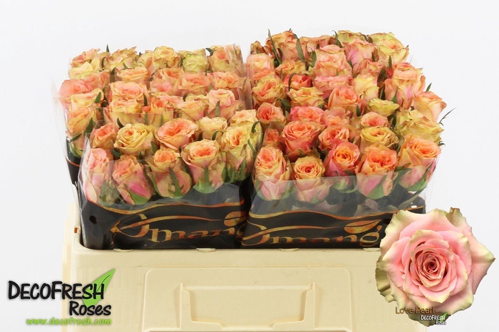 <h4>R Gr Love Pearl</h4>