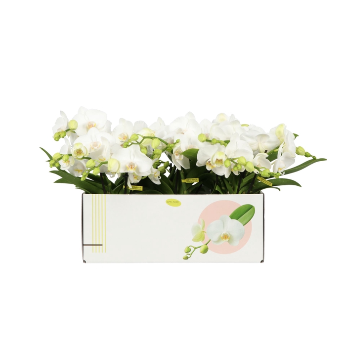 <h4>Phalaenopsis wit meer takken</h4>