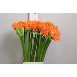 Scadoxus Orange Wonder