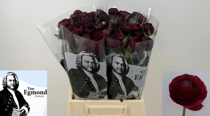 <h4>RAN AAZUR BORDEAUX 52 GR.</h4>