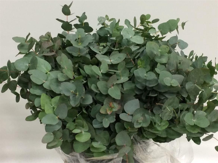 <h4>Euca Cinerea Short 150grams</h4>