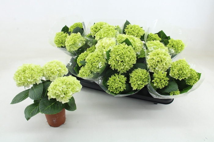 <h4>HYDR M HI WHITE SUN</h4>