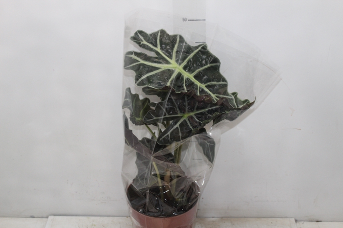 <h4>ALOCASIA POLLY P17</h4>