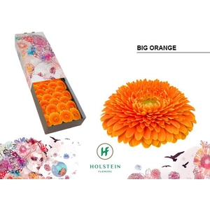 Gerbera Pomponi Big Orange Half doos