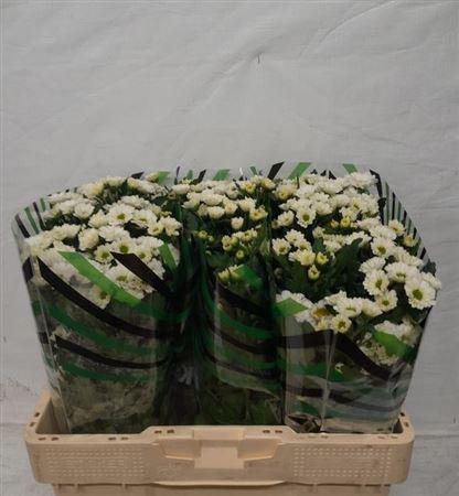 <h4>Chr S Fabiani White</h4>