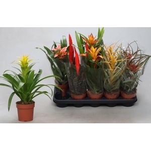 BROMELIA GEM