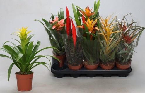<h4>BROMELIA GEM</h4>