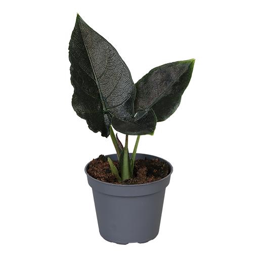 ALOCASIA BAGINDA p6 ANTORO VELVET