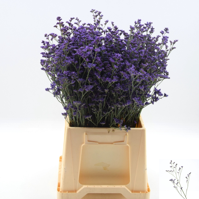 <h4>LIM SIN KANSAS BLUE</h4>
