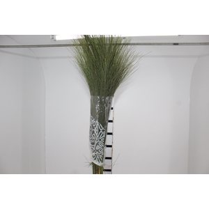 CAPIM ORNAMENTAL